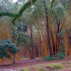 Avery Island Bamboo